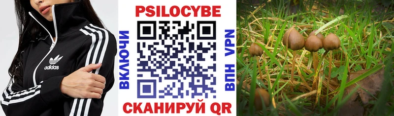 закладка  Петропавловск-Камчатский  Псилоцибиновые грибы Psilocybine cubensis 